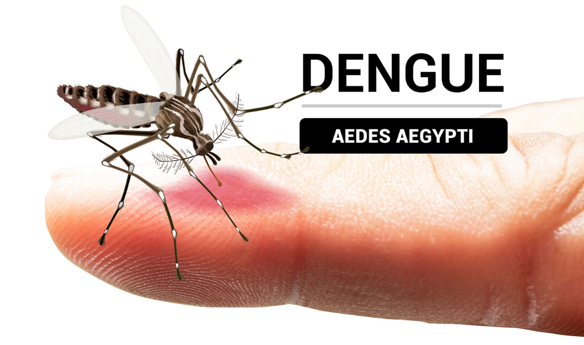 Dengue | La Silla Regia