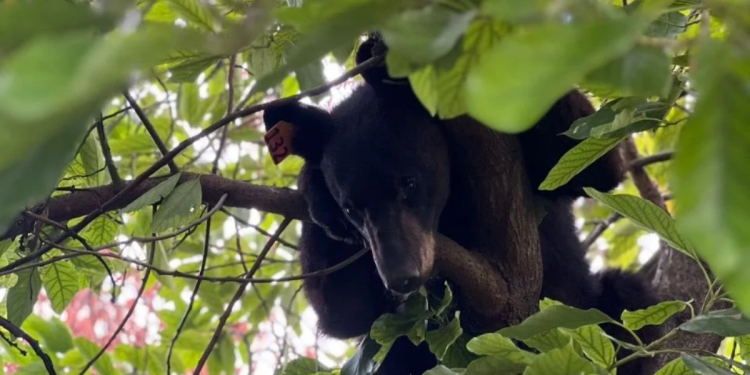 Santa Catarina | La Silla Regia Santa Catarina | La Silla Regia