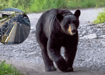 Oso Captado En Carretera Nacional | La Silla Regia