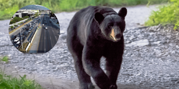 Oso Captado En Carretera Nacional | La Silla Regia