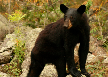 Animales-en-nuevo-león-fauna-silvestre-biodiversidad | La Silla Regia