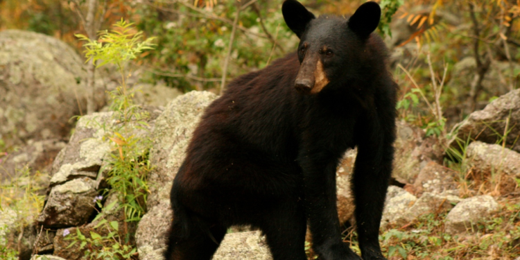 Animales-en-nuevo-león-fauna-silvestre-biodiversidad | La Silla Regia Animales-en-nuevo-león-fauna-silvestre-biodiversidad | La Silla Regia