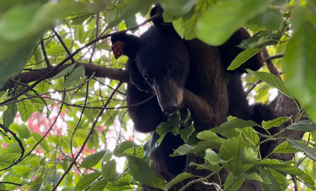 Image | La Silla Regia Animales-en-nuevo-león-fauna-silvestre-biodiversidad