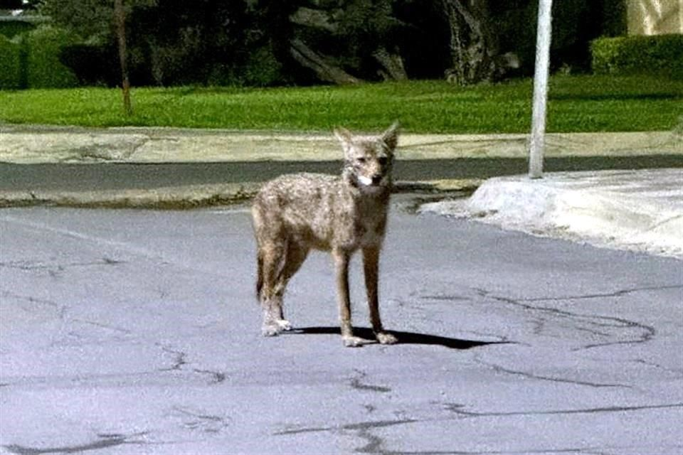 Image | La Silla Regia Animales-en-nuevo-león-fauna-silvestre-biodiversidad