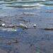 Polluted Water with Floating Trash: Plastic Bottles, Rings and Debris Scattered on the Surface and Along the Shore. | La Silla Regia