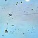 Field of Many Small Circular Cells with Dark Centers Seen Under a Light Microscope on a Pale Blue Background. | La Silla Regia